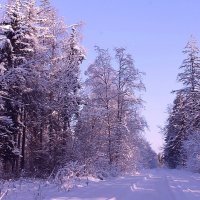 Дорога в зимнюю сказку. :: Ольга Бузунова