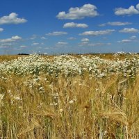 Пшеничное поле. :: Таисия 