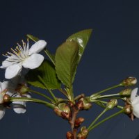 Веточка вишни. :: Королева Надежда 