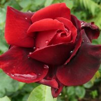 Роза красная. :: Чария Зоя 