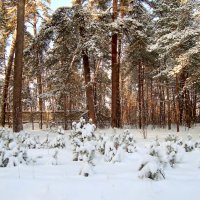 после снегопада... :: Галина Флора