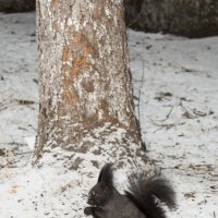 Белочка :: Вадим Громов