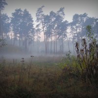 утренний туман :: Юрий Кальченко