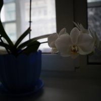 орхидея :: татьяна 
