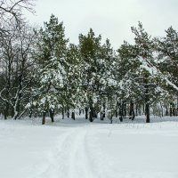 На тропе зимой :: Юрий Стародубцев