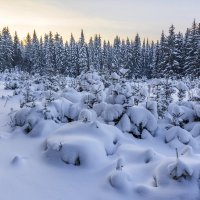 Под снежным покрывалом :: Юрий Митенёв