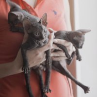 Kittens :: Мария Буданова