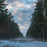 Лес в тумане :: Мария Куцаева