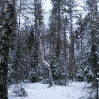 Зимний лес. :: Валентина Жукова