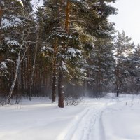 Прогулка по лесу. :: Kassen Kussulbaev