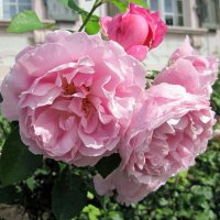 Розы  в саду аббатства :: dli1953 