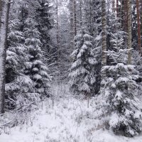 В зимнем лесу :: Елена Грошева