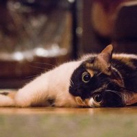 Взгляд кошки :: Андрей Кузнецов