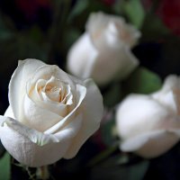 Белая роза :: Oleg Akulinushkin