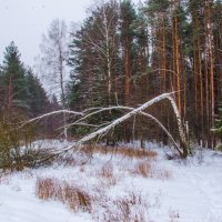 В лесу у озера :: Елена Решетникова