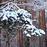 Сосновая лапа :: Елена Солнечная