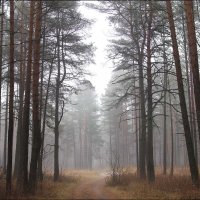 Лесной путь :: Елена Ерошевич