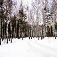 В лесу . :: Мила Бовкун