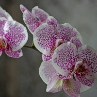 Орхидея доритинопсис Принцесса Весны :: Ирина Приходько