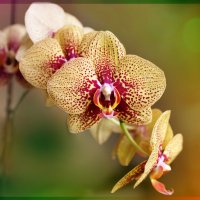 Орхидея. :: Ольга Некрасова