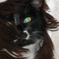 Поймайте котика :: Геннадий Кульков