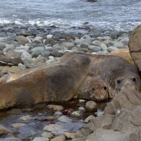 Линяющие молодые морские слоны :: Геннадий Мельников