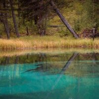 Лесное озеро :: Елена Баскакова