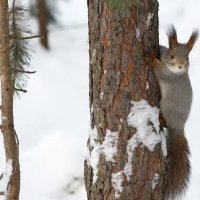 *** :: Олег Петрушов