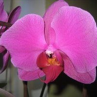 Орхидея :: laana laadas