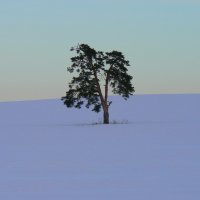 Забытое дерево :: Den Ermakov