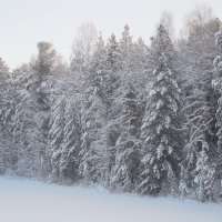 Под снежным одеялом января уснувший лес о лете смотрит сны!!! :: Наталья Пендюк Пендюк