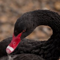 Черный лебедь :: Александр Сашин