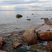 Берег Финского залива :: Иван Солонинка