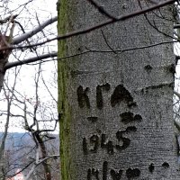 Память дерева :: 2сello Olga