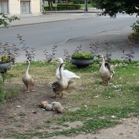 Гуси на одной из улиц Царского села (г. Пушкин) :: Елена Павлова (Смолова)