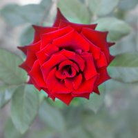 Красная роза :: TATYANA PODYMA