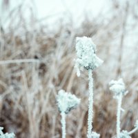 Зима :: Татьяна Жуковская
