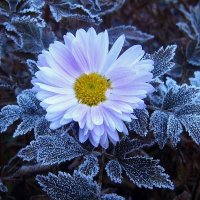 Свой цветок найди в мороз. :: Valentina Lujbimova [lotos 5]