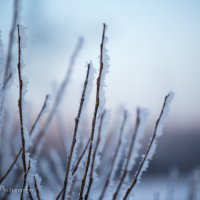 Зима. Утро. Мороз. :: Янгиров Амир Вараевич 