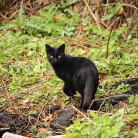 Черный кот :: Лилия Рахматуллина