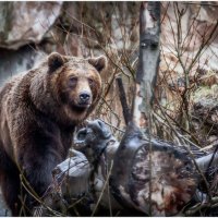 Любитель позировать...ZOO-Инсбрук, Австрия... :: Александр Вивчарик