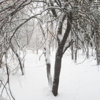 Дерево в снегу. :: Анфиса 