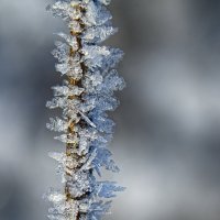 травинка покрытая снежинками :: Наталья Золотарева