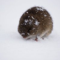 Мышка на снегу... :: bybyakovo Ми