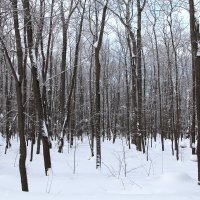 Зимний лес :: Дмитрий Тулупов