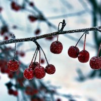 Зимняя ягода :: Евгений Агудов