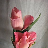 Tulip Miss Elegance :: laana laadas