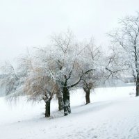 Деревья в снегу :: Henry 