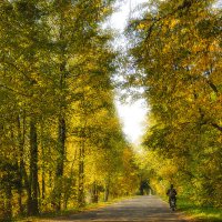 дорога в осень :: Galina 