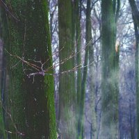 Таинственный лес. :: Виктория Попова
